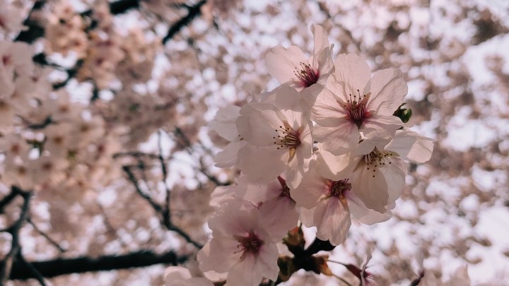https://d2zmqyh8caa94h.cloudfront.net/creator_social_media_contents/instagram/reels/B-s4RcQhC1U/B-s4RcQhC1U.mp4
