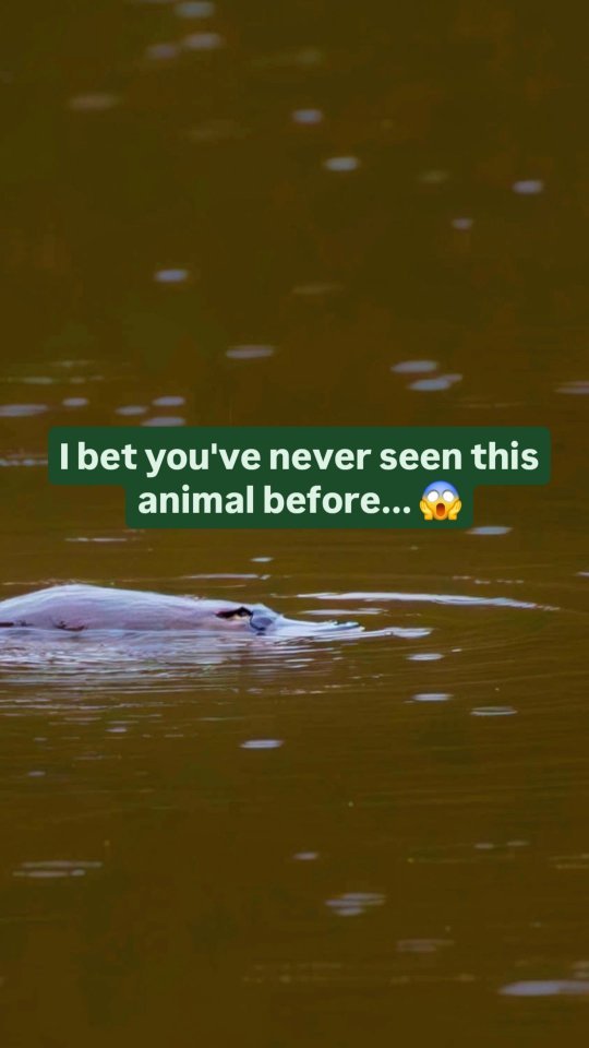 https://d2zmqyh8caa94h.cloudfront.net/creator_social_media_contents/instagram/reels/C-kORGMyYR1/C-kORGMyYR1.mp4