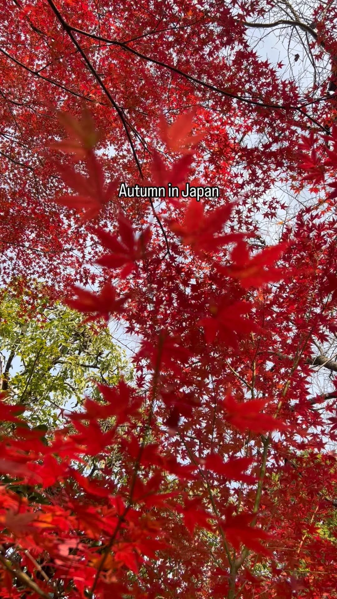 https://d2zmqyh8caa94h.cloudfront.net/creator_social_media_contents/instagram/reels/C1ODjRXP5yH/C1ODjRXP5yH.mp4