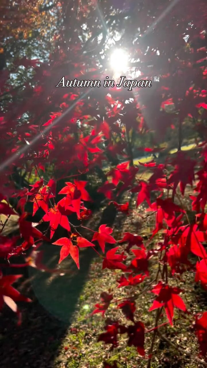 https://d2zmqyh8caa94h.cloudfront.net/creator_social_media_contents/instagram/reels/C1x2aajvs0z/C1x2aajvs0z.mp4
