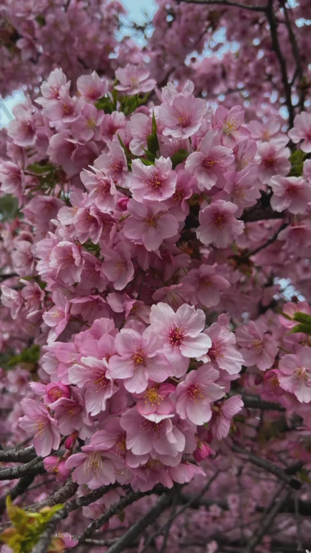 https://d2zmqyh8caa94h.cloudfront.net/creator_social_media_contents/instagram/reels/C2E5iFMPJpk/C2E5iFMPJpk.mp4