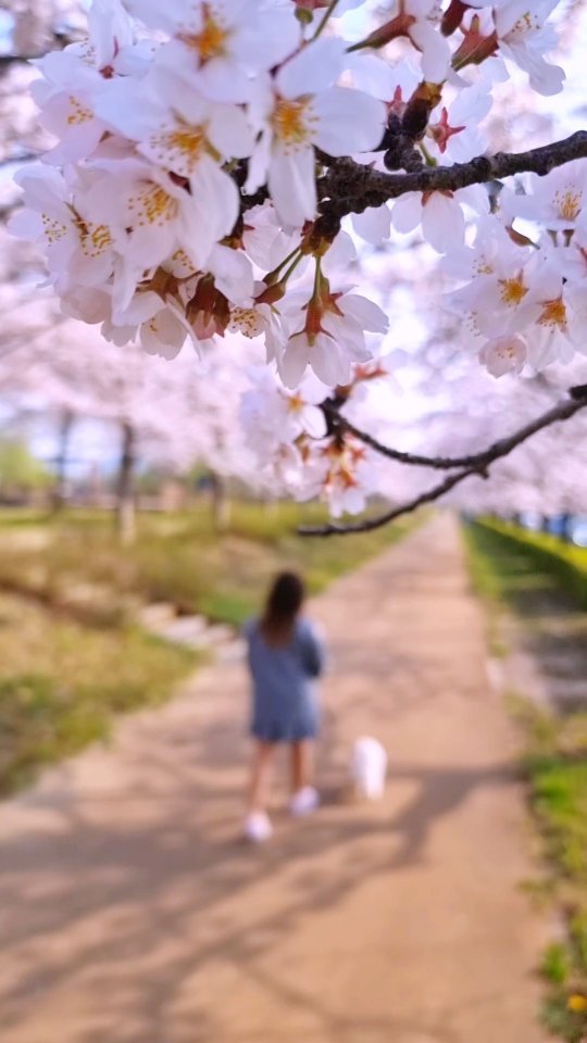 https://d2zmqyh8caa94h.cloudfront.net/creator_social_media_contents/instagram/reels/C30CaWapto9/C30CaWapto9.mp4