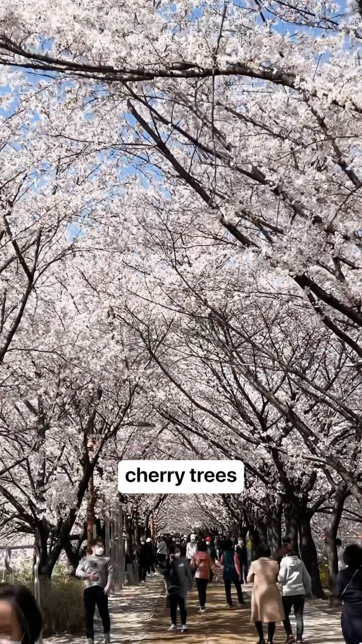 https://d2zmqyh8caa94h.cloudfront.net/creator_social_media_contents/instagram/reels/C30NJUnSrcw/C30NJUnSrcw.mp4