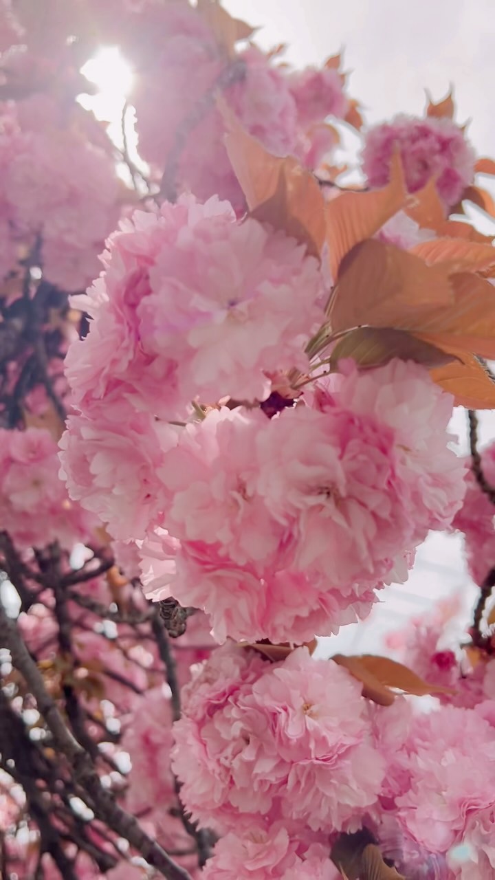 https://d2zmqyh8caa94h.cloudfront.net/creator_social_media_contents/instagram/reels/C3pBKSuMPUR/C3pBKSuMPUR.mp4