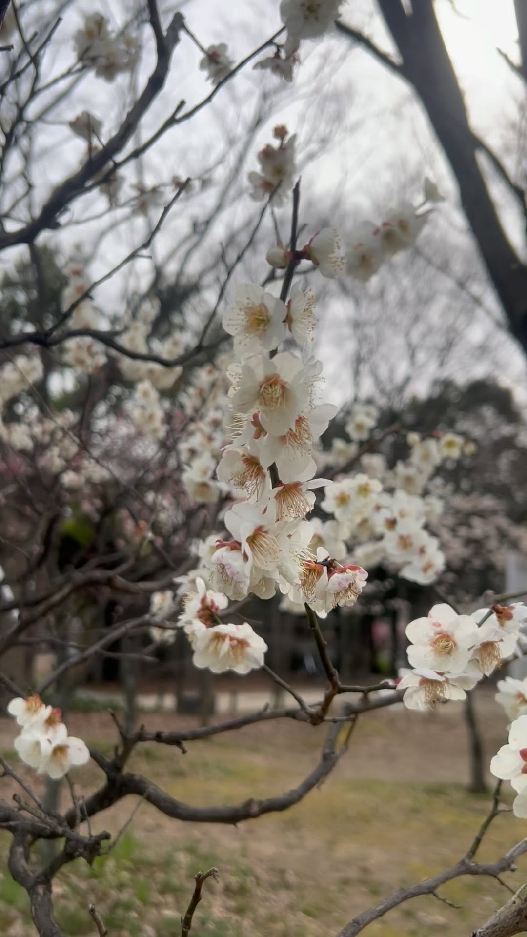 https://d2zmqyh8caa94h.cloudfront.net/creator_social_media_contents/instagram/reels/C3thPwBvooO/C3thPwBvooO.mp4