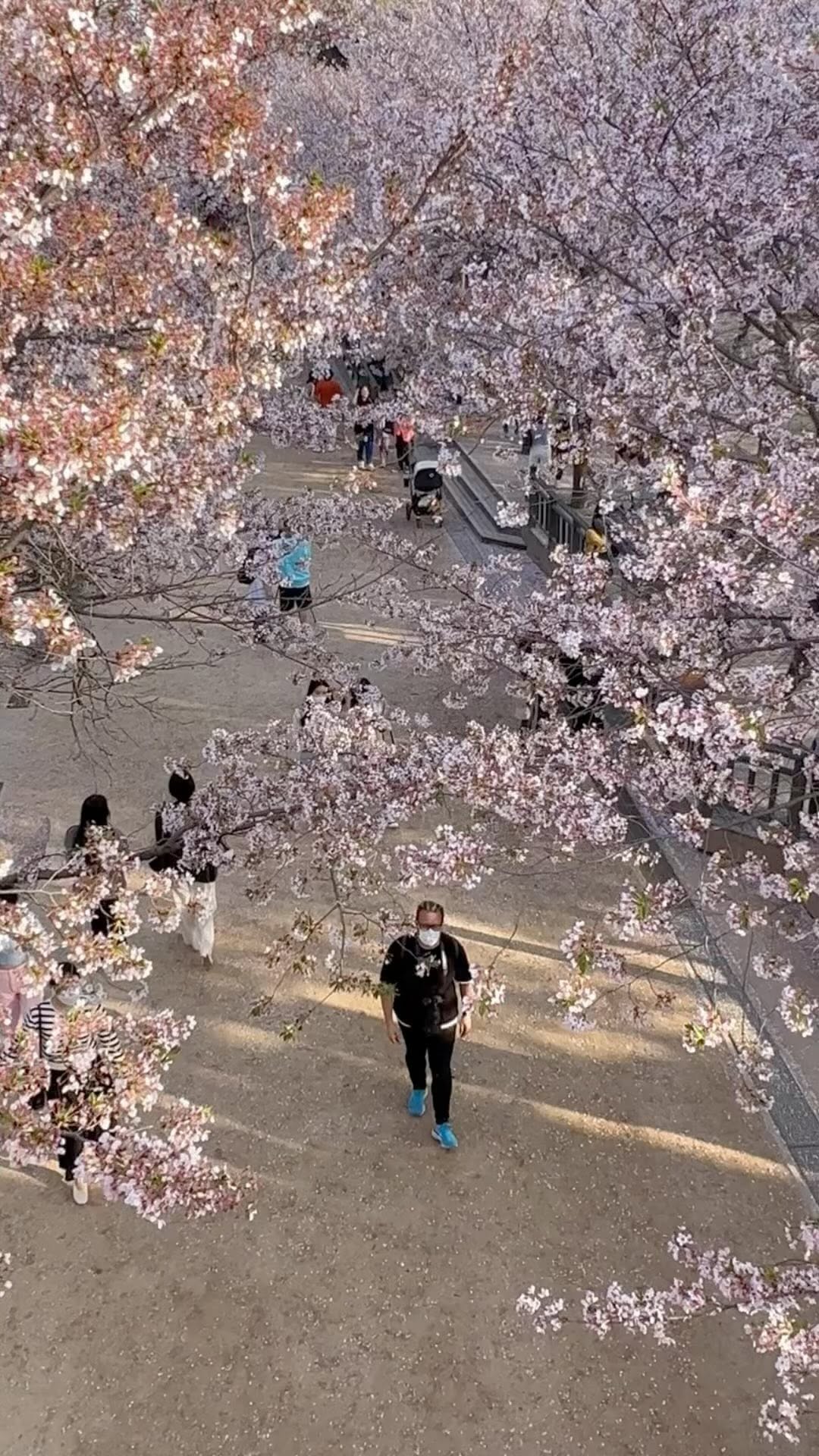 https://d2zmqyh8caa94h.cloudfront.net/creator_social_media_contents/instagram/reels/C48KtmKJLqI/C48KtmKJLqI.mp4