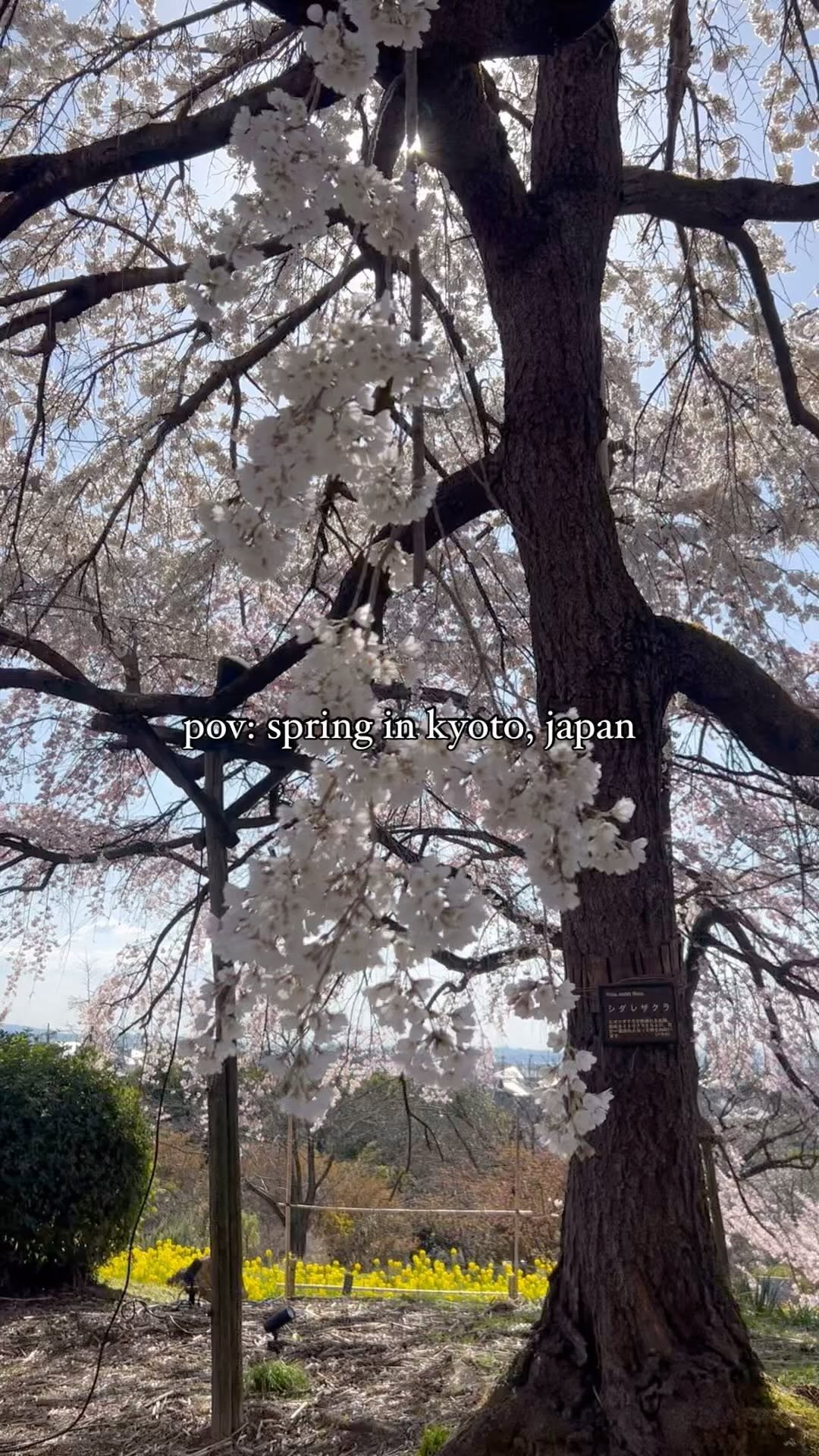 https://d2zmqyh8caa94h.cloudfront.net/creator_social_media_contents/instagram/reels/C4BFrscP9UZ/C4BFrscP9UZ.mp4