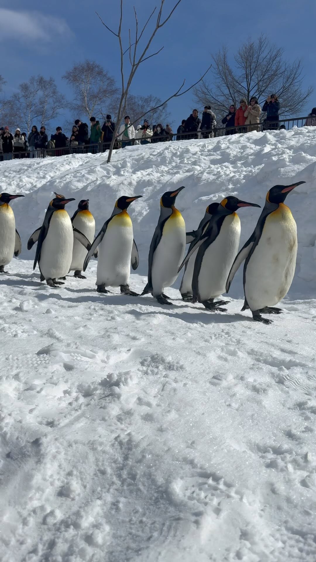 Asahiyama Zoo Animal Exhibits