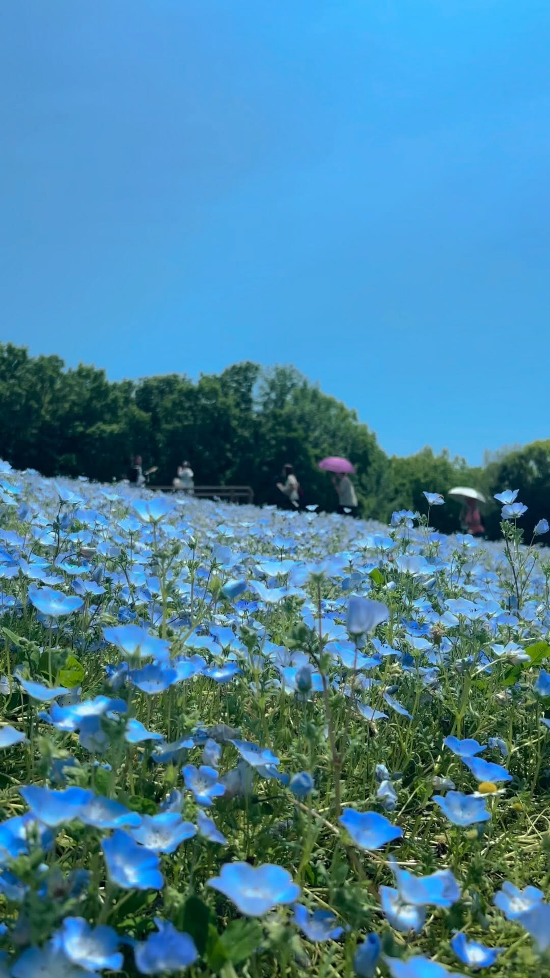 Flower Hill: A Scenic Japanese Destination