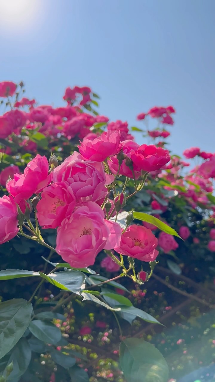 https://d2zmqyh8caa94h.cloudfront.net/creator_social_media_contents/instagram/reels/C7O6A3Sp-3Q/C7O6A3Sp-3Q.mp4