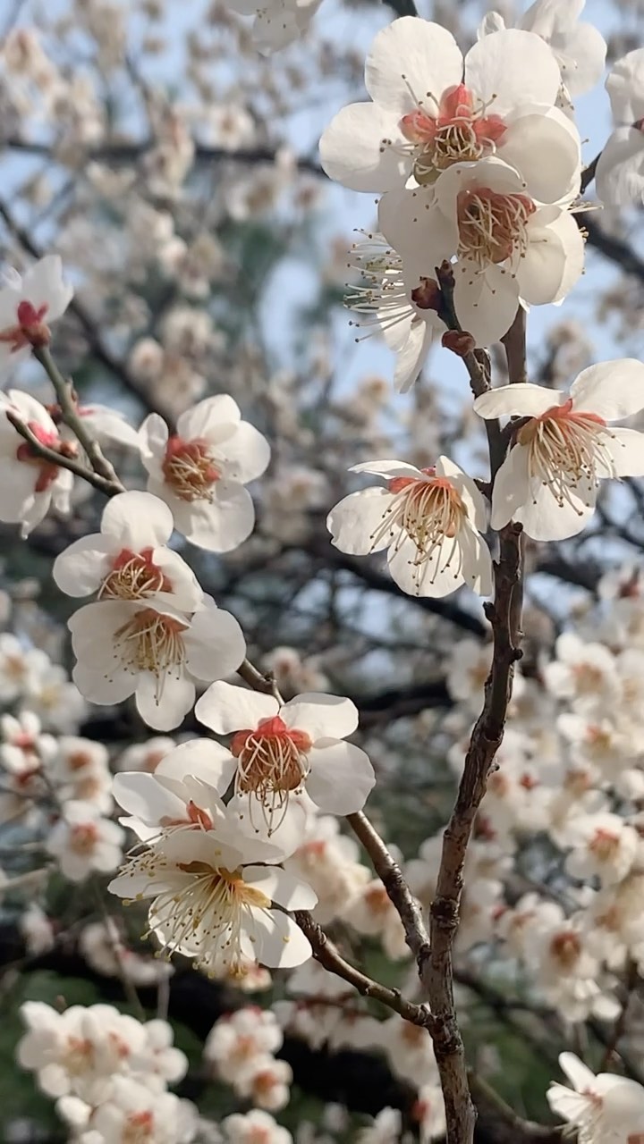 https://d2zmqyh8caa94h.cloudfront.net/creator_social_media_contents/instagram/reels/CMnkB4Zg0pv/CMnkB4Zg0pv.mp4