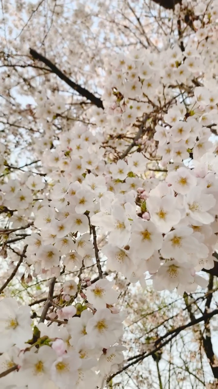 https://d2zmqyh8caa94h.cloudfront.net/creator_social_media_contents/instagram/reels/CNLsZi-gWoa/CNLsZi-gWoa.mp4