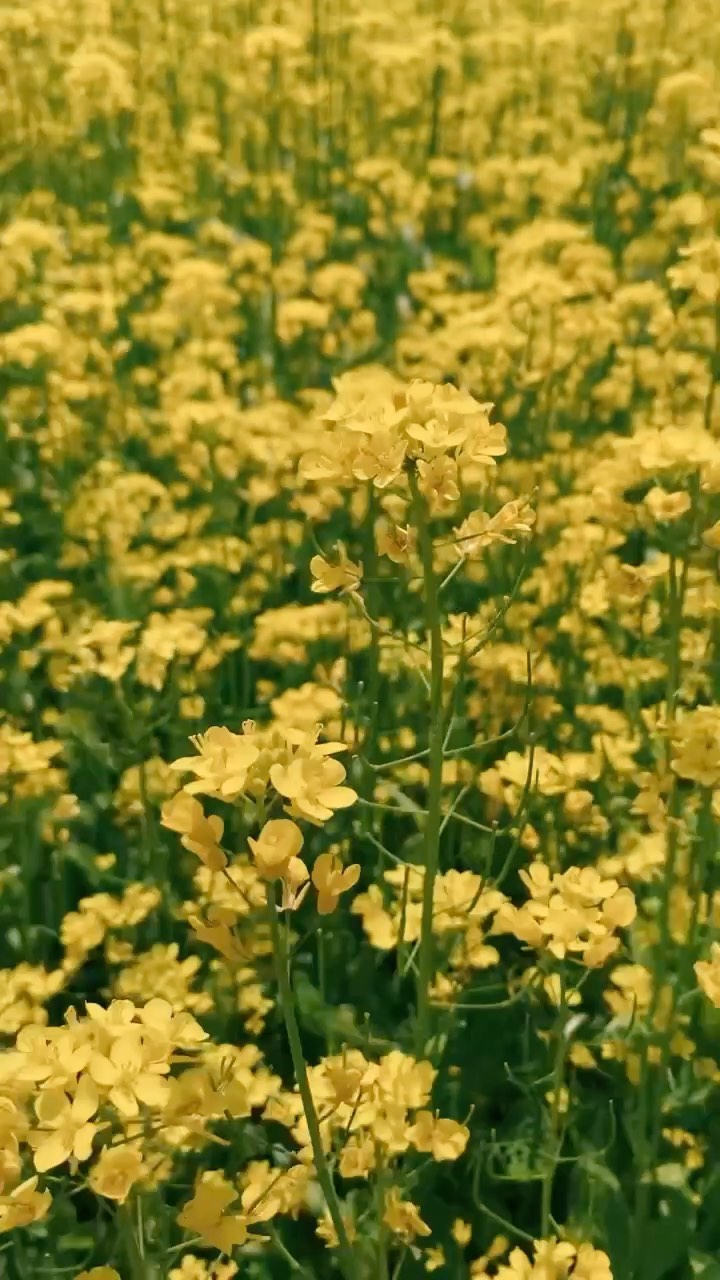 https://d2zmqyh8caa94h.cloudfront.net/creator_social_media_contents/instagram/reels/CO0P9OCAudn/CO0P9OCAudn.mp4