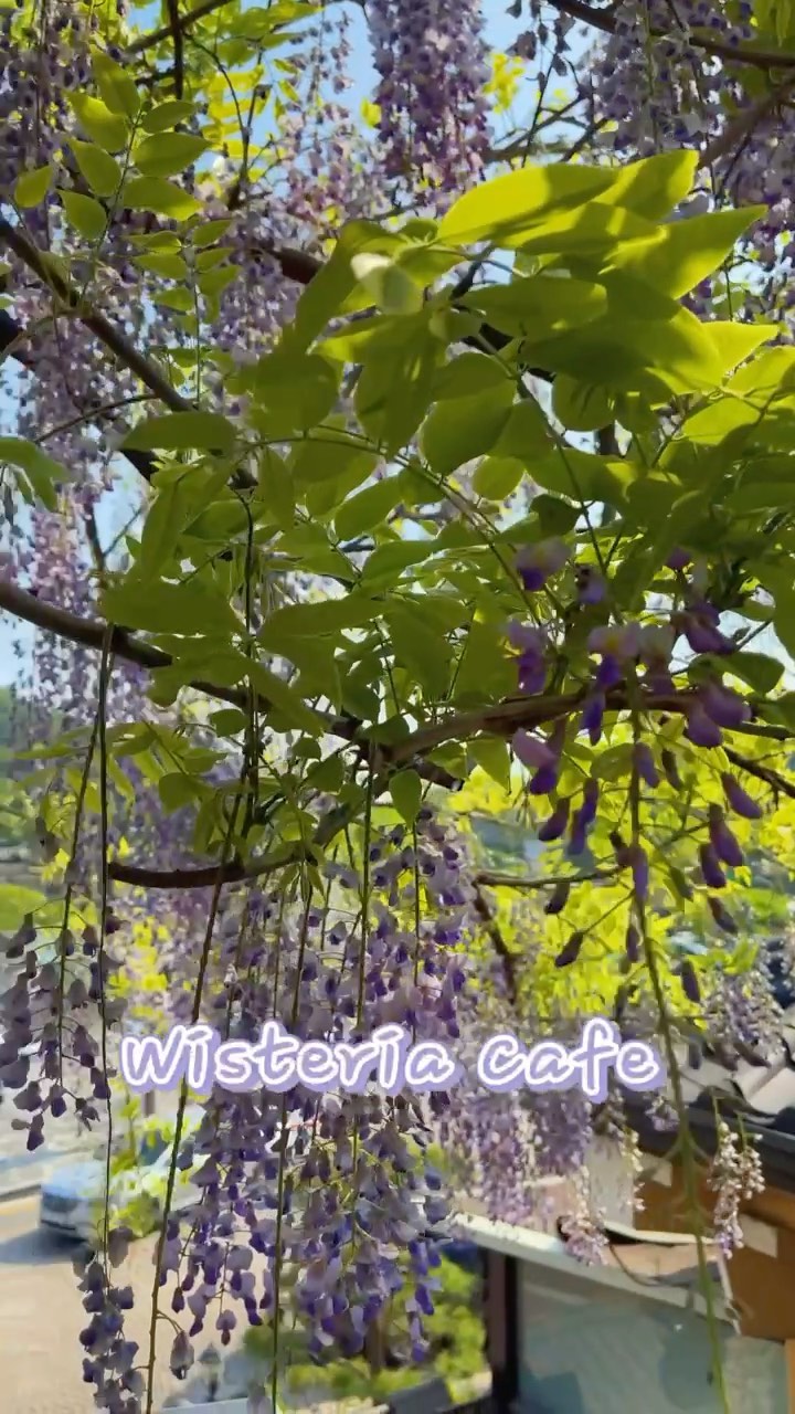 https://d2zmqyh8caa94h.cloudfront.net/creator_social_media_contents/instagram/reels/CO730QiDOWu/CO730QiDOWu.mp4