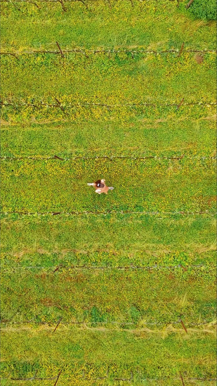 https://d2zmqyh8caa94h.cloudfront.net/creator_social_media_contents/instagram/reels/CUM92NfAut1/CUM92NfAut1.mp4