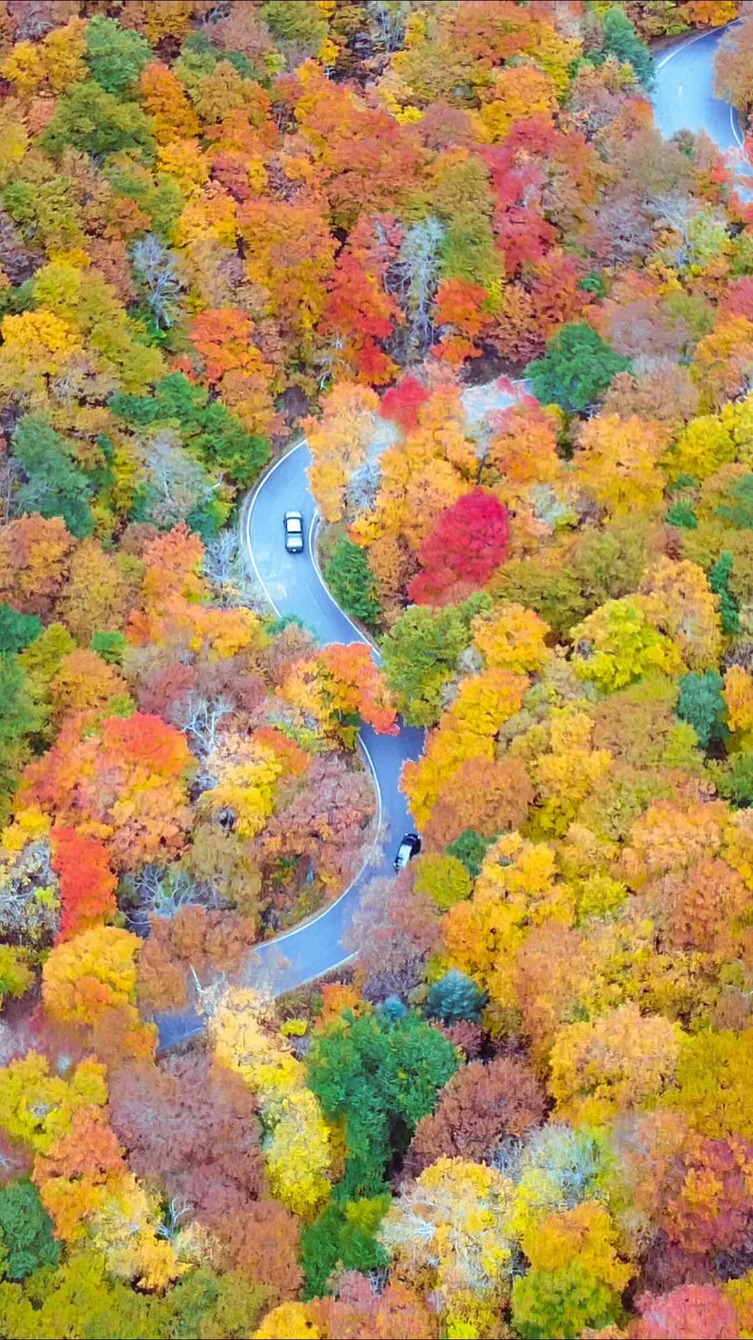 https://d2zmqyh8caa94h.cloudfront.net/creator_social_media_contents/instagram/reels/CVT8k9nKCo7/CVT8k9nKCo7.mp4