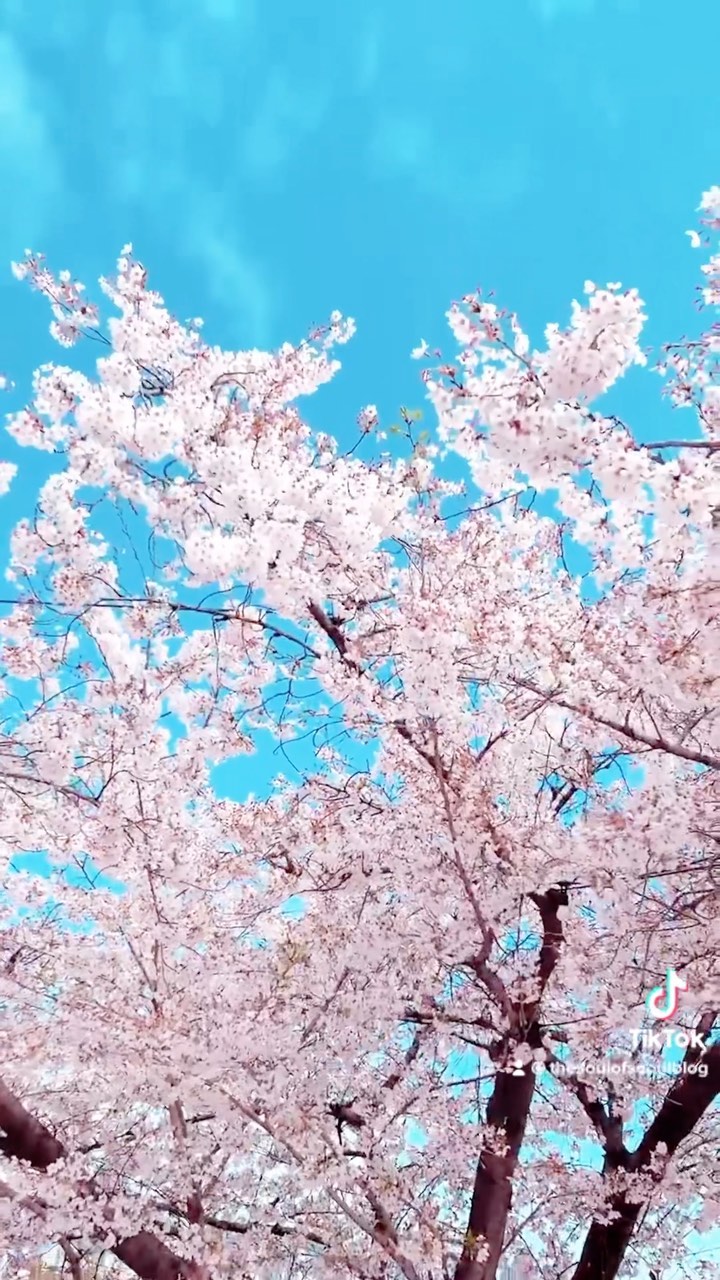 https://d2zmqyh8caa94h.cloudfront.net/creator_social_media_contents/instagram/reels/CbbH0XaBk-0/CbbH0XaBk-0.mp4