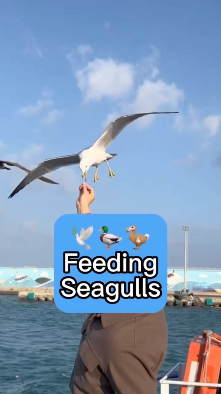 https://d2zmqyh8caa94h.cloudfront.net/creator_social_media_contents/instagram/reels/ClfKEYeBjH1/ClfKEYeBjH1.mp4