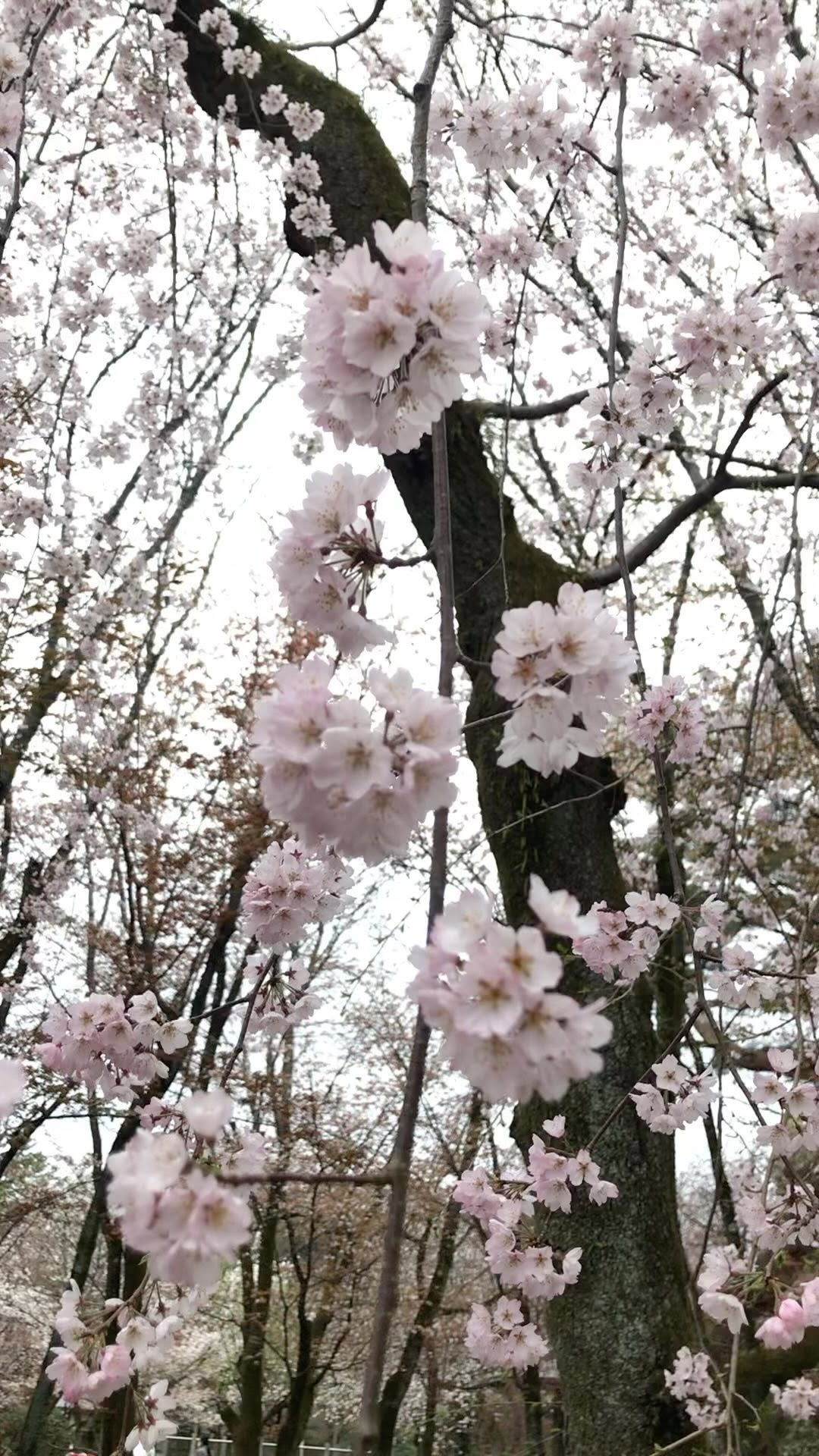 https://d2zmqyh8caa94h.cloudfront.net/creator_social_media_contents/instagram/reels/Cm0epiIhXUi/Cm0epiIhXUi.mp4