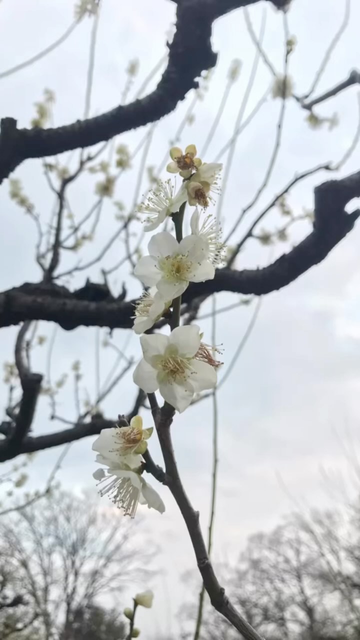 https://d2zmqyh8caa94h.cloudfront.net/creator_social_media_contents/instagram/reels/Cm2zvH2B1_M/Cm2zvH2B1_M.mp4