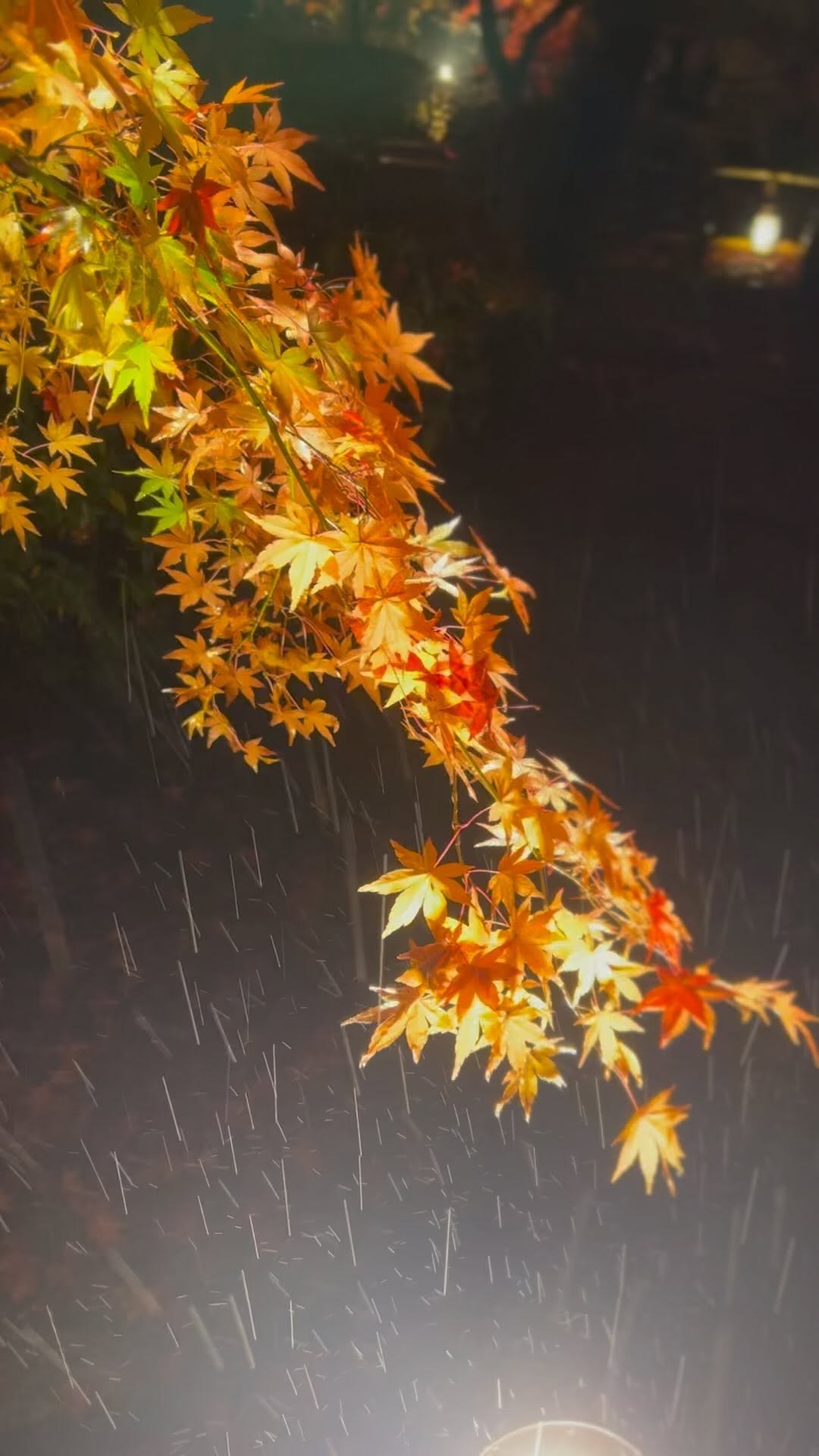 https://d2zmqyh8caa94h.cloudfront.net/creator_social_media_contents/instagram/reels/CmONMrqg8Wr/CmONMrqg8Wr.mp4