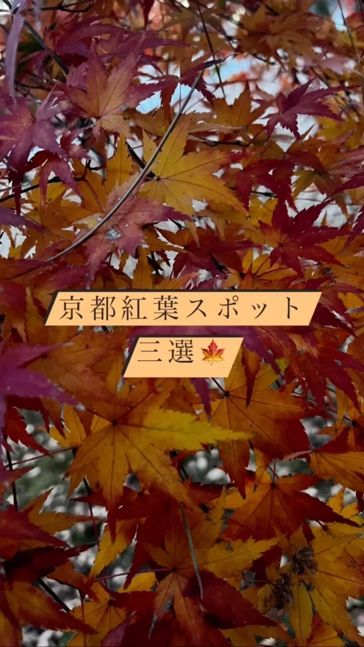 https://d2zmqyh8caa94h.cloudfront.net/creator_social_media_contents/instagram/reels/CmSpUmfg0Hz/CmSpUmfg0Hz.mp4