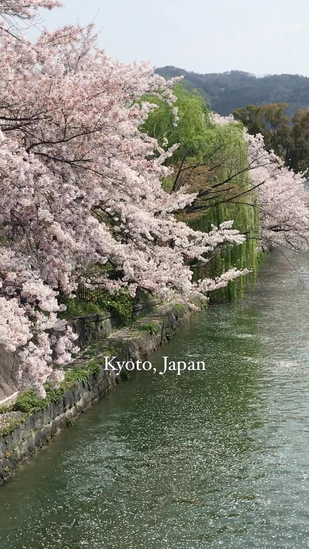 https://d2zmqyh8caa94h.cloudfront.net/creator_social_media_contents/instagram/reels/CmYpbBUAjdd/CmYpbBUAjdd.mp4