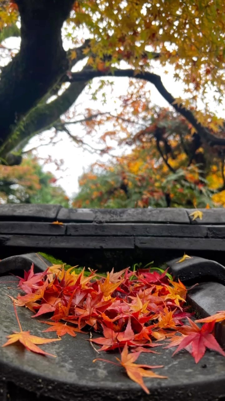 https://d2zmqyh8caa94h.cloudfront.net/creator_social_media_contents/instagram/reels/Cmn66IeB8uS/Cmn66IeB8uS.mp4