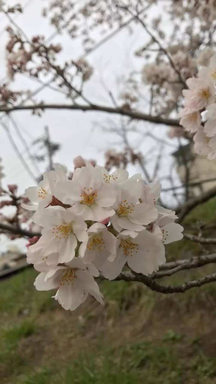 https://d2zmqyh8caa94h.cloudfront.net/creator_social_media_contents/instagram/reels/CmtsJwQBSIu/CmtsJwQBSIu.mp4