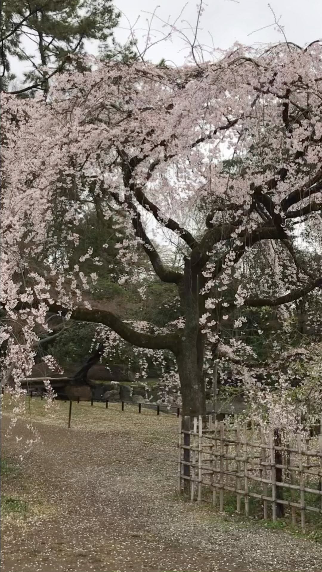 https://d2zmqyh8caa94h.cloudfront.net/creator_social_media_contents/instagram/reels/CmtsqWmhtRX/CmtsqWmhtRX.mp4