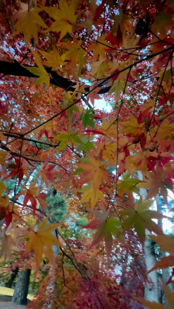 https://d2zmqyh8caa94h.cloudfront.net/creator_social_media_contents/instagram/reels/CnHT8u_Blbt/CnHT8u_Blbt.mp4