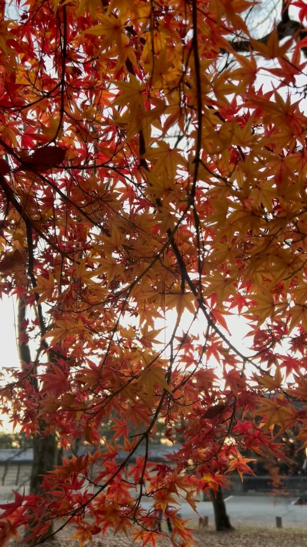 https://d2zmqyh8caa94h.cloudfront.net/creator_social_media_contents/instagram/reels/CnJyKfnBNBH/CnJyKfnBNBH.mp4