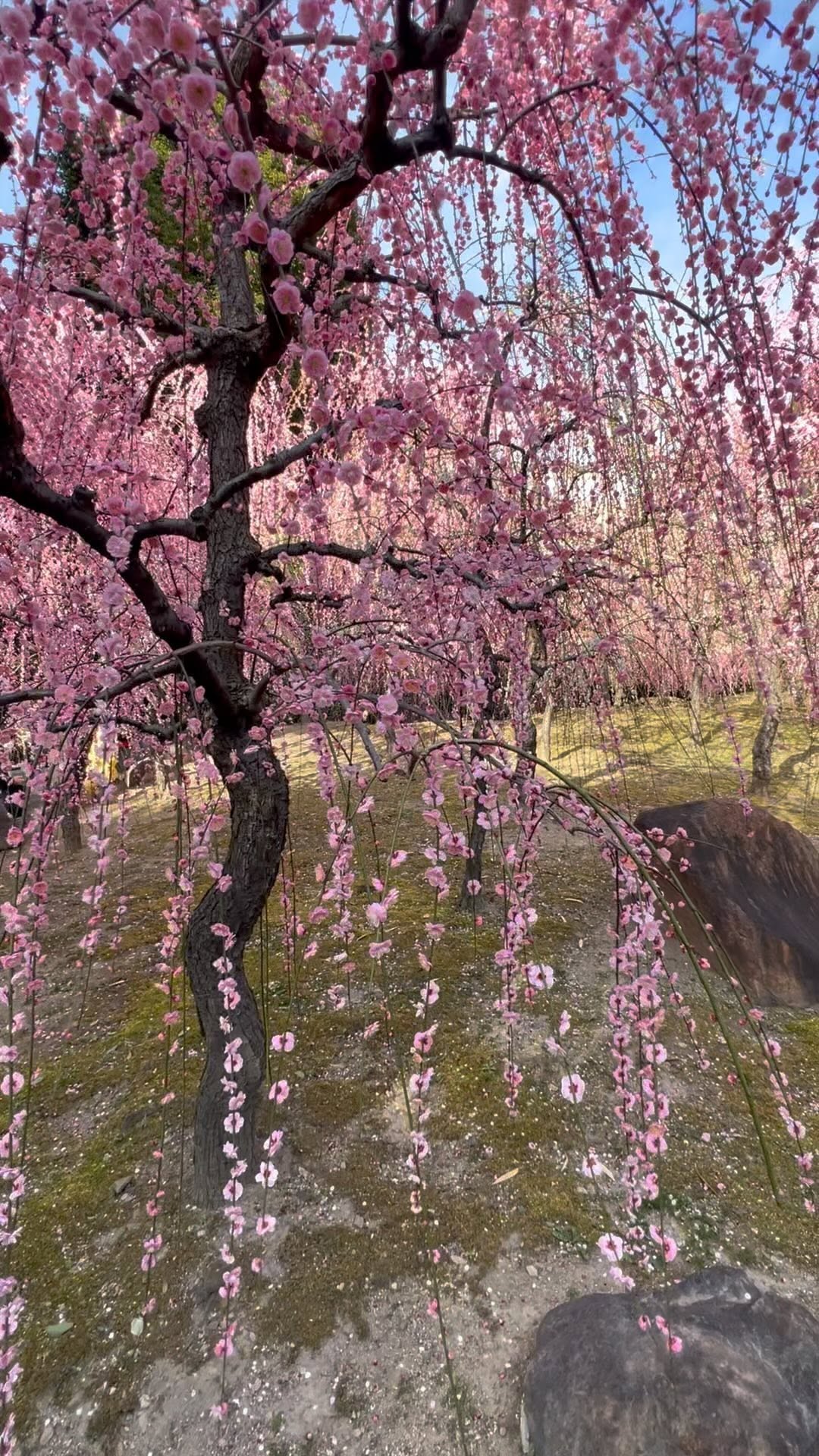 https://d2zmqyh8caa94h.cloudfront.net/creator_social_media_contents/instagram/reels/CpaQo3MgNWx/CpaQo3MgNWx.mp4