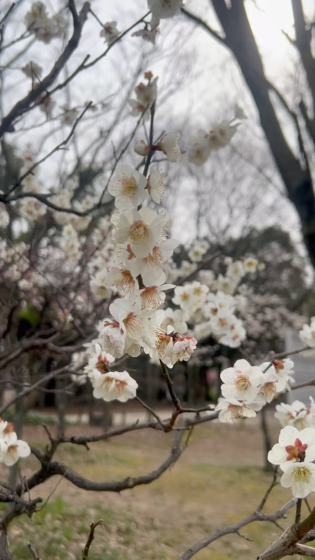 https://d2zmqyh8caa94h.cloudfront.net/creator_social_media_contents/instagram/reels/CpkciySgslY/CpkciySgslY.mp4