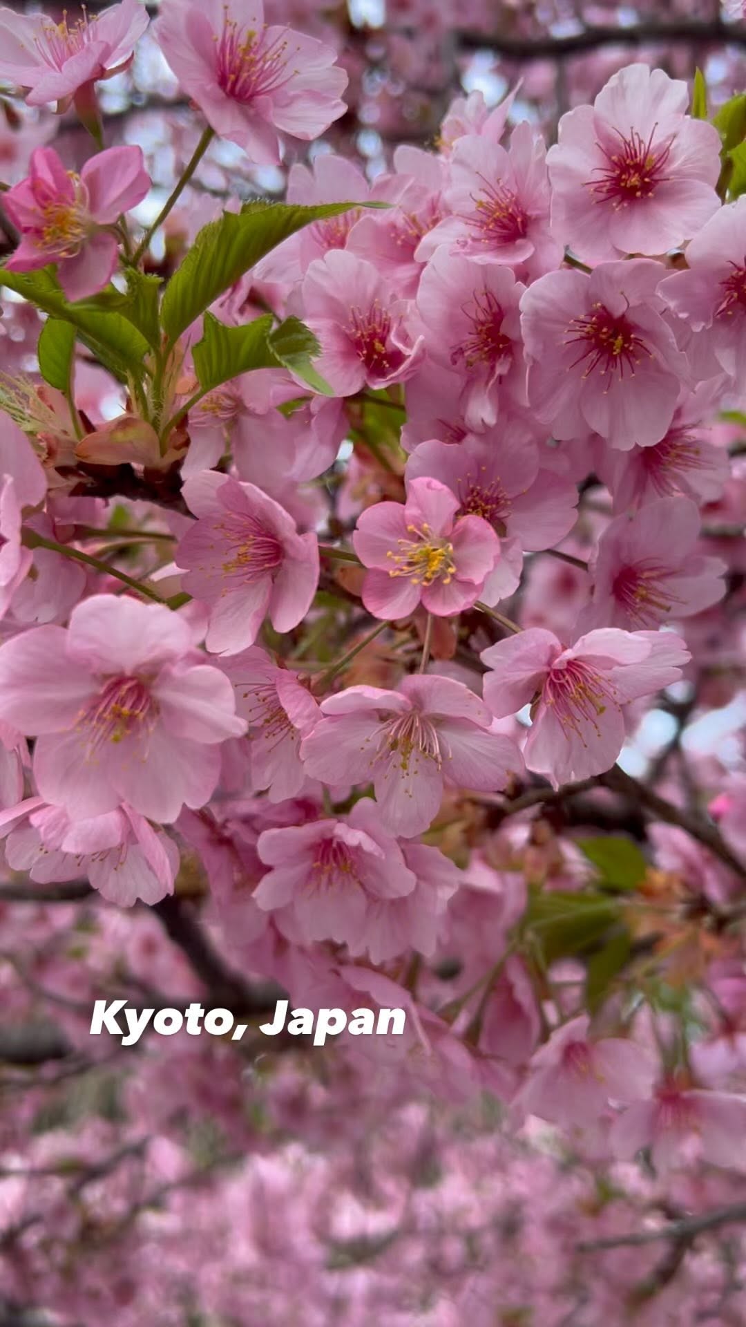 https://d2zmqyh8caa94h.cloudfront.net/creator_social_media_contents/instagram/reels/CprB2hcgdFf/CprB2hcgdFf.mp4