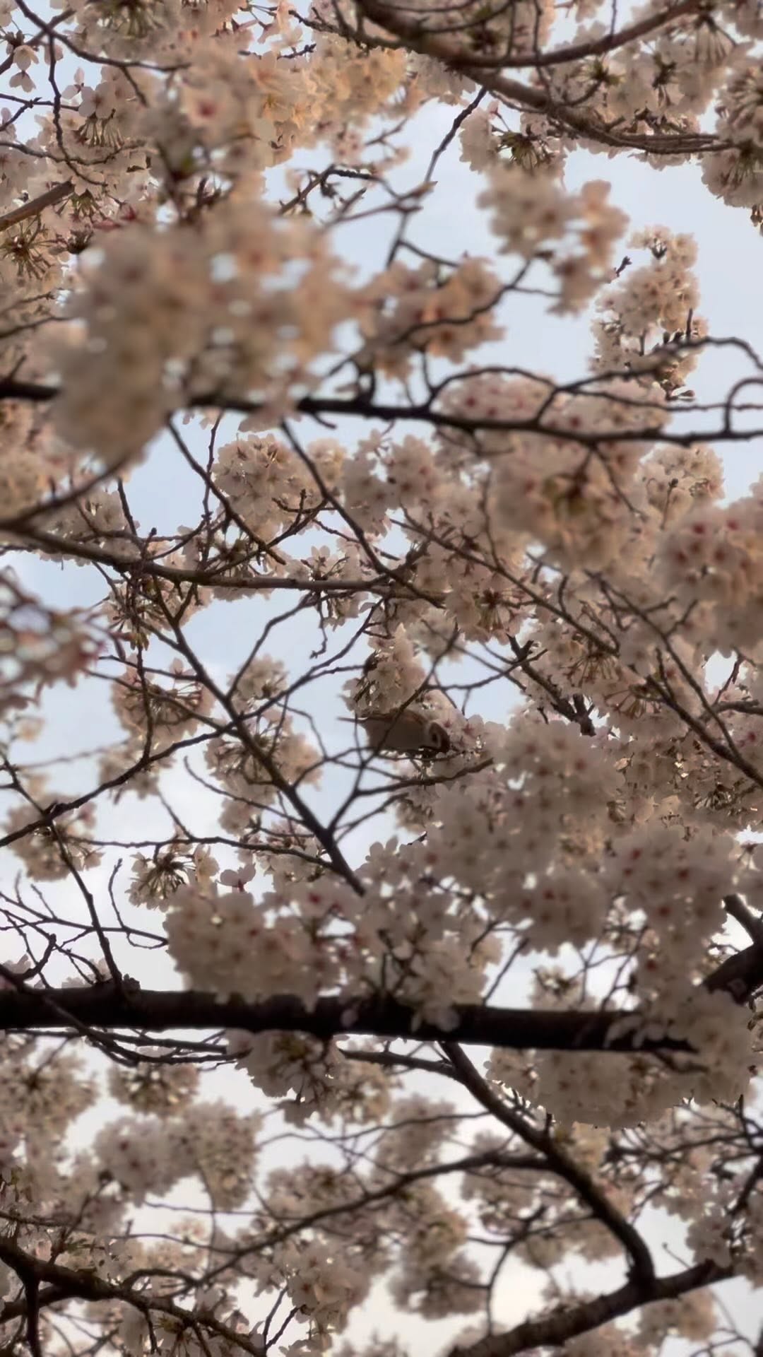 https://d2zmqyh8caa94h.cloudfront.net/creator_social_media_contents/instagram/reels/Cq2lrlJApyy/Cq2lrlJApyy.mp4