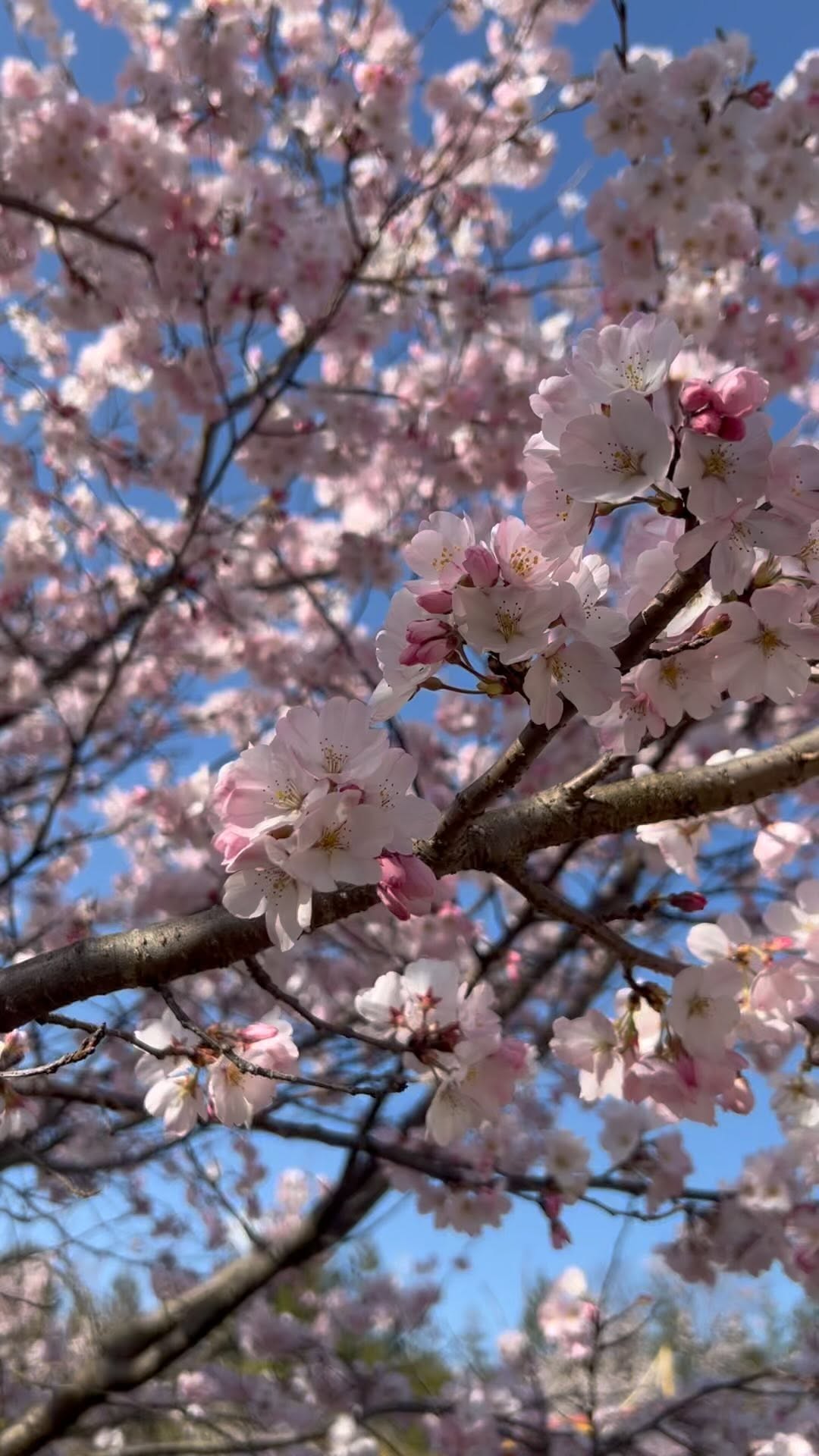 https://d2zmqyh8caa94h.cloudfront.net/creator_social_media_contents/instagram/reels/CqJntbtgDh6/CqJntbtgDh6.mp4