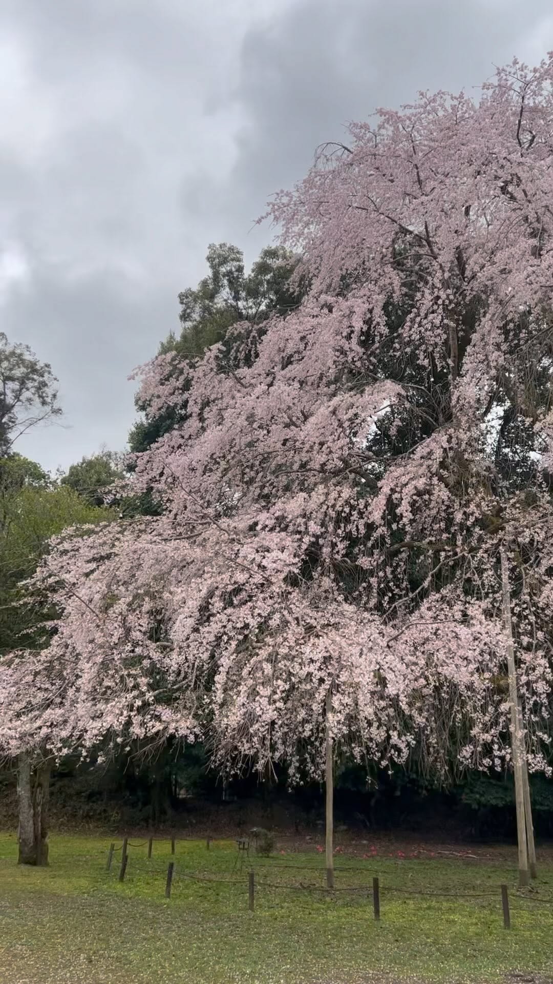 https://d2zmqyh8caa94h.cloudfront.net/creator_social_media_contents/instagram/reels/CqNkyN9ghGf/CqNkyN9ghGf.mp4