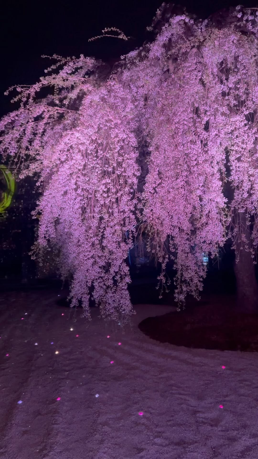 https://d2zmqyh8caa94h.cloudfront.net/creator_social_media_contents/instagram/reels/CqdLsM1gOUS/CqdLsM1gOUS.mp4