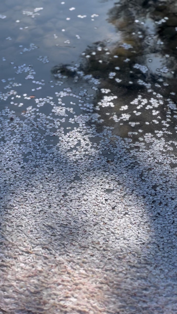 https://d2zmqyh8caa94h.cloudfront.net/creator_social_media_contents/instagram/reels/CqfEWGOgjir/CqfEWGOgjir.mp4