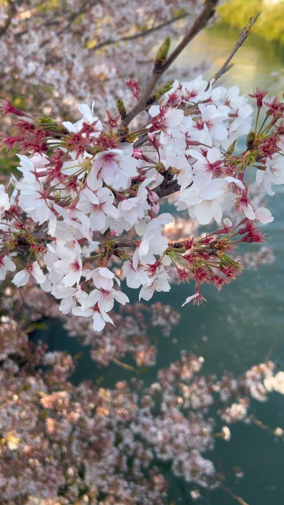 https://d2zmqyh8caa94h.cloudfront.net/creator_social_media_contents/instagram/reels/Cqk2QRJAcuU/Cqk2QRJAcuU.mp4