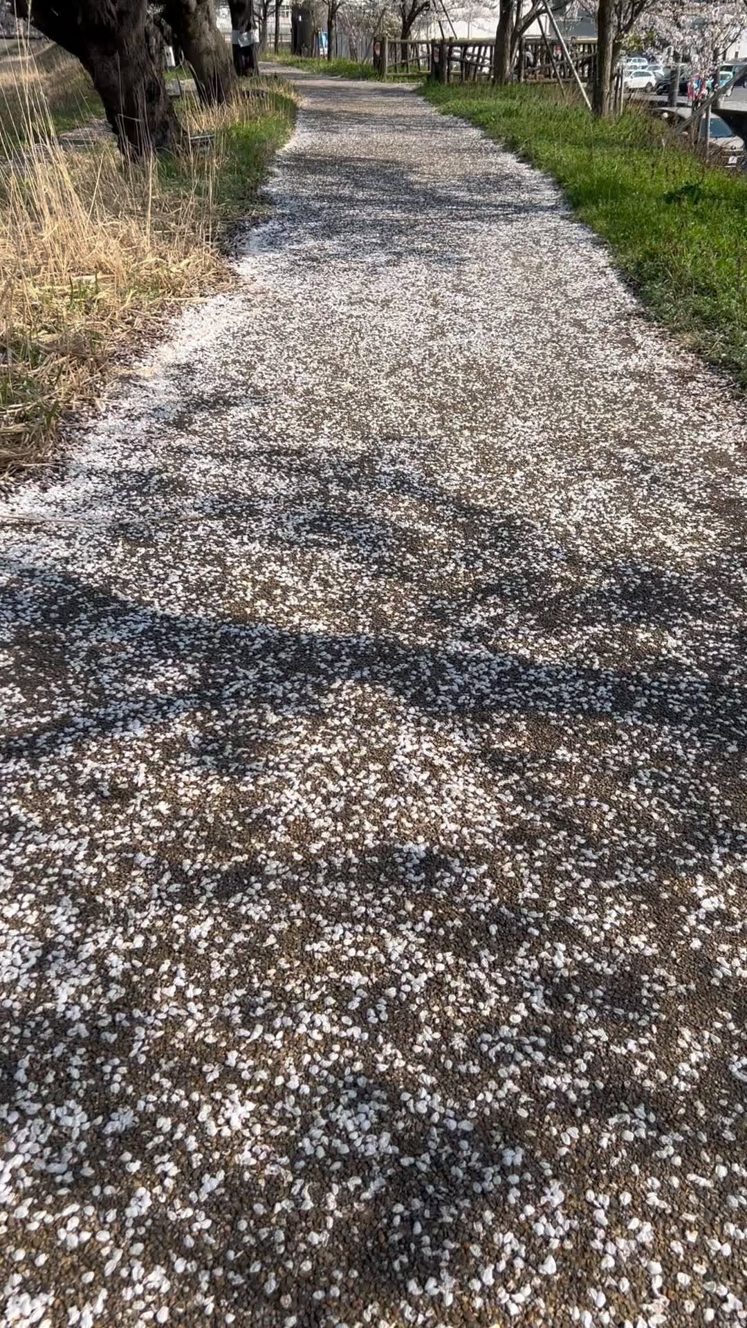 https://d2zmqyh8caa94h.cloudfront.net/creator_social_media_contents/instagram/reels/CqsvYjSAd2O/CqsvYjSAd2O.mp4