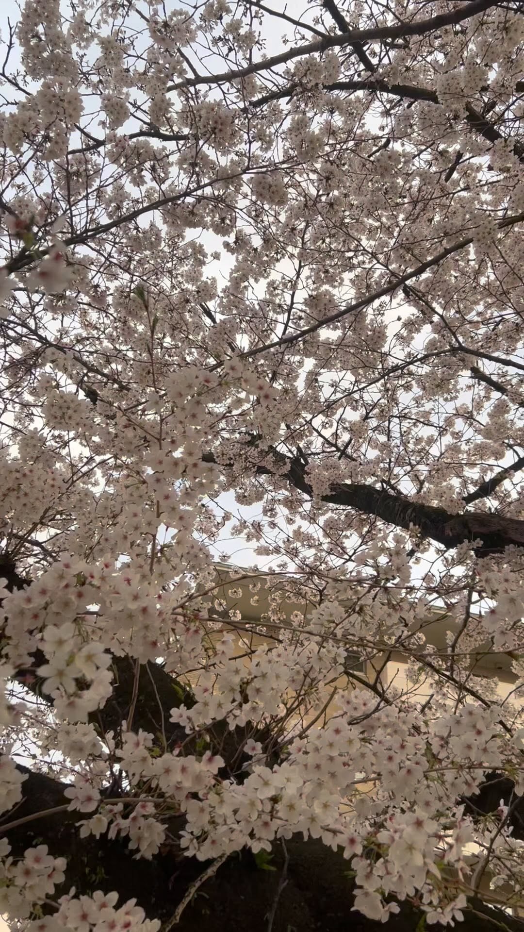https://d2zmqyh8caa94h.cloudfront.net/creator_social_media_contents/instagram/reels/CrAn3wfAUyn/CrAn3wfAUyn.mp4