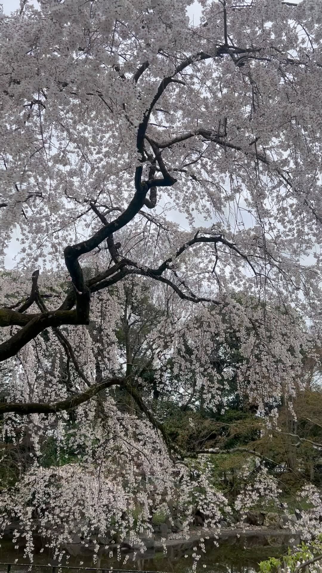 https://d2zmqyh8caa94h.cloudfront.net/creator_social_media_contents/instagram/reels/Crc_rtzg0Iu/Crc_rtzg0Iu.mp4