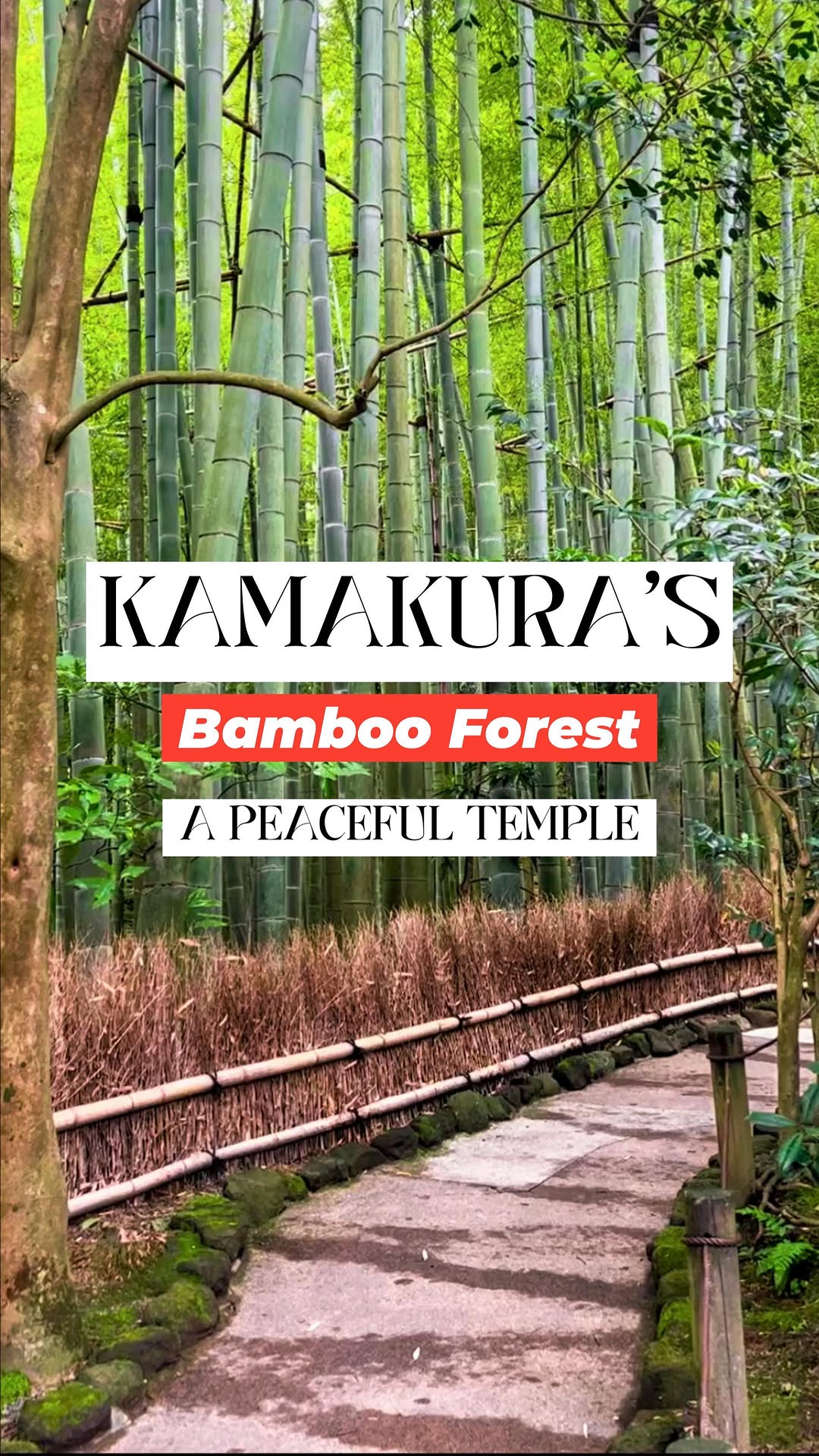 Kamakura's Tranquil Bamboo Forest and Temples