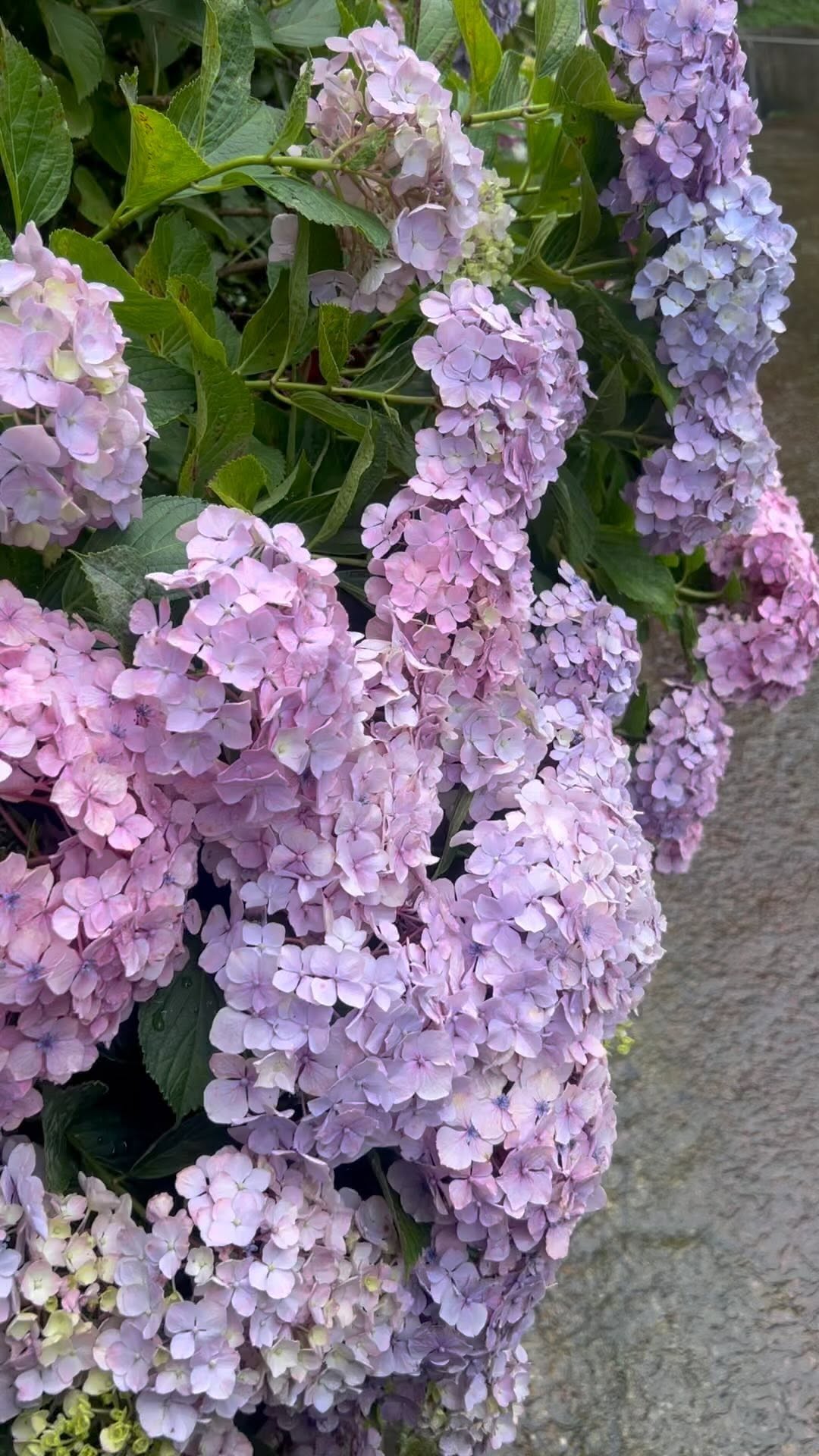 https://d2zmqyh8caa94h.cloudfront.net/creator_social_media_contents/instagram/reels/CtyJZaCA714/CtyJZaCA714.mp4