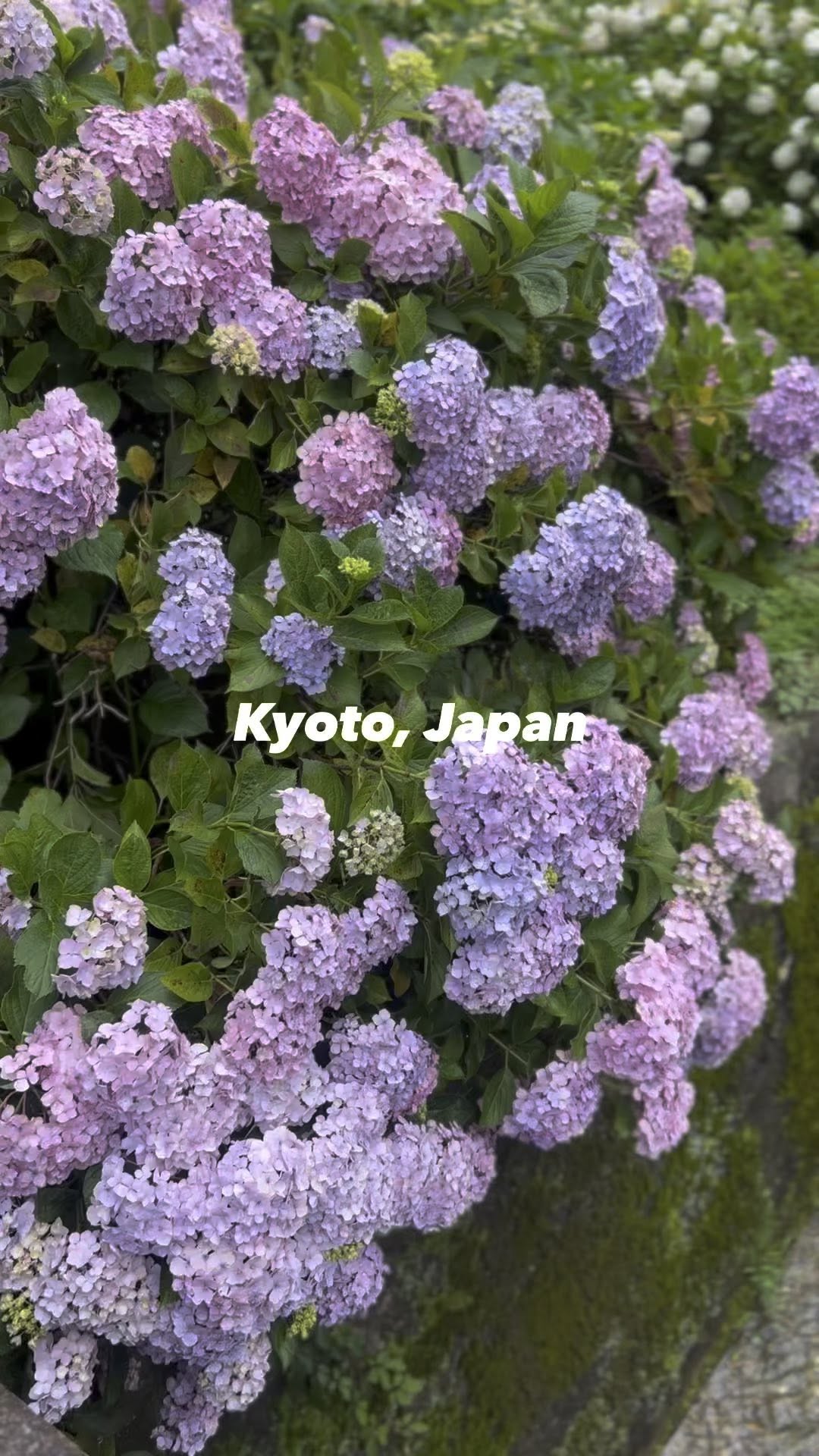 https://d2zmqyh8caa94h.cloudfront.net/creator_social_media_contents/instagram/reels/CuIyoEwgjMp/CuIyoEwgjMp.mp4