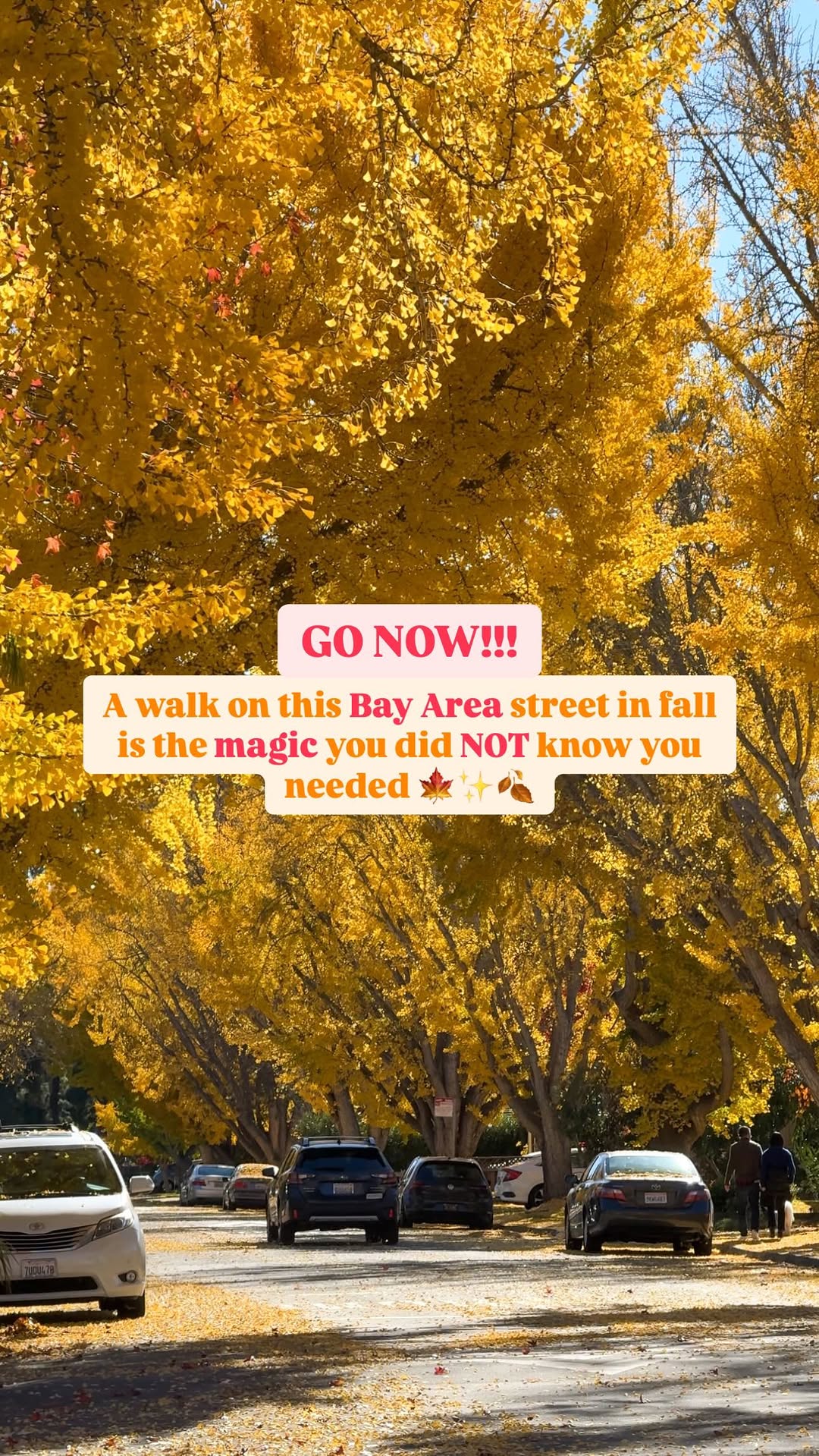 https://d2zmqyh8caa94h.cloudfront.net/creator_social_media_contents/instagram/reels/DC5cVI6PpG4/DC5cVI6PpG4.mp4
