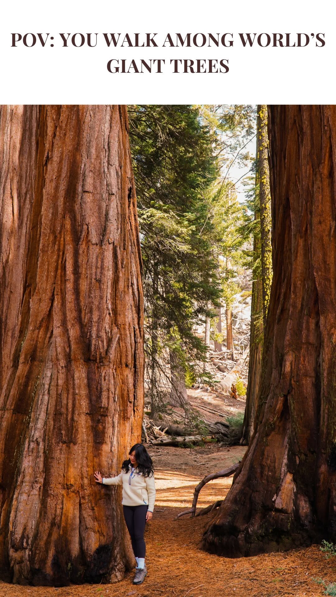 Giant Sequoia Trees and National Parks