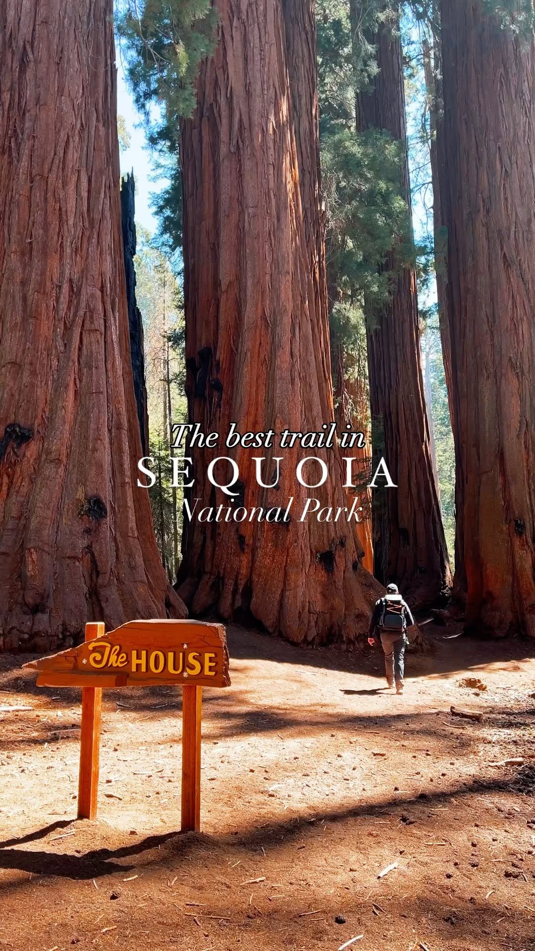 Giant Sequoia Trees Found in National Parks